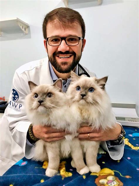 Clinica veterinaria especializada em gatos